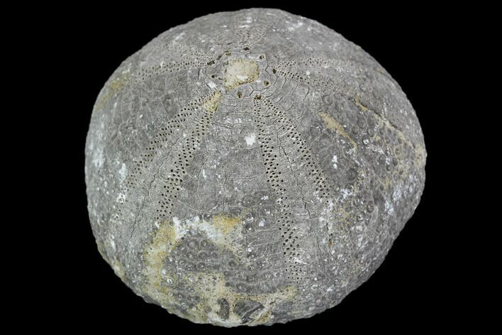 Fossil Sea Urchin (Eucosmus) - Morocco #107996
